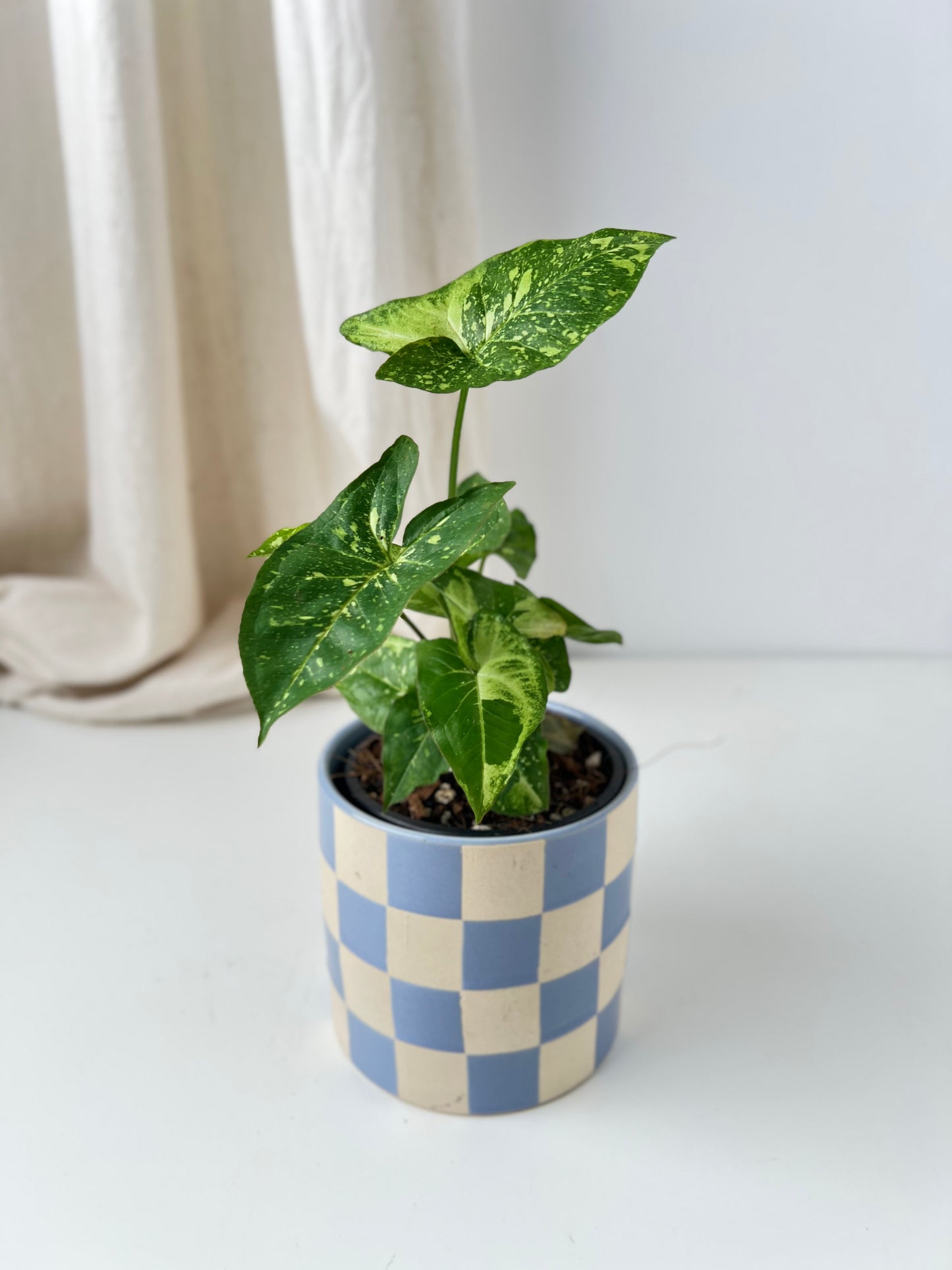 Syngonium Panda highly variegated. Houseplant & Indoor Plant Gifts Australia