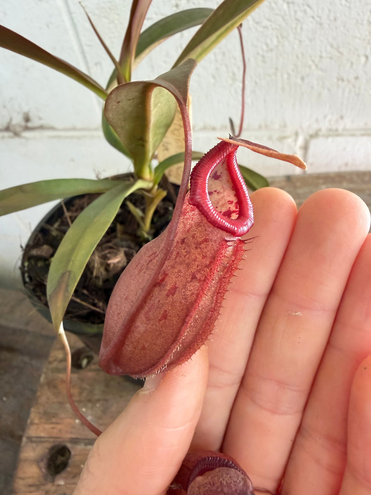 Nepenthes Ventricosa x Ovata