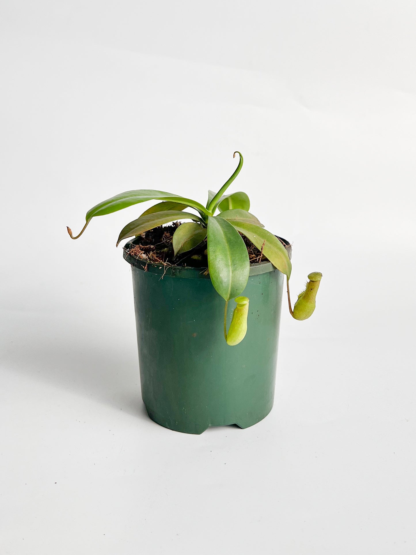 Nepenthes 'Ventricosa Hot Lips' (Pitcher Plant 'Ventricosa Hot Lips'), 100mm