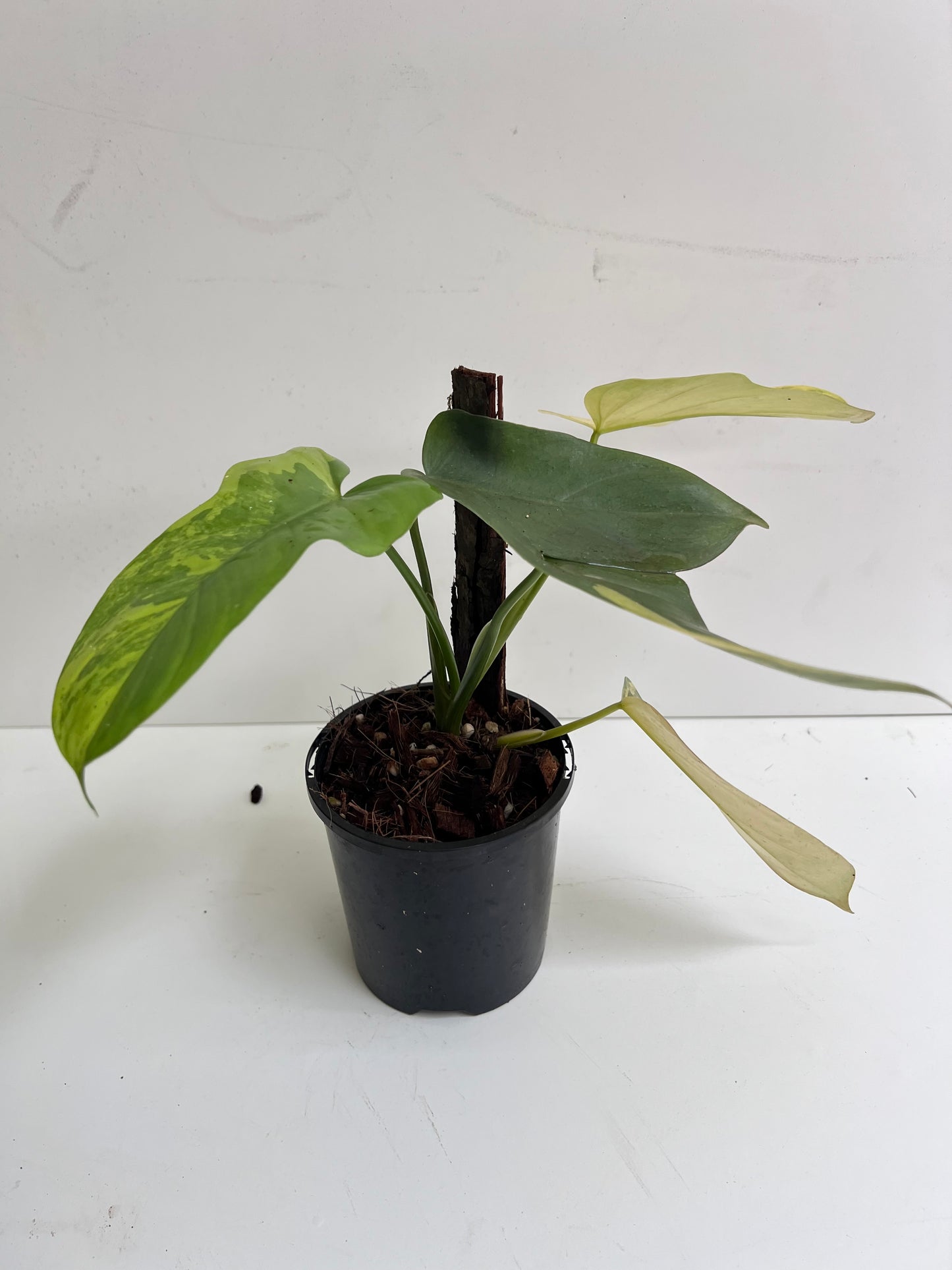 Philodendron Bipennifolium Variegated