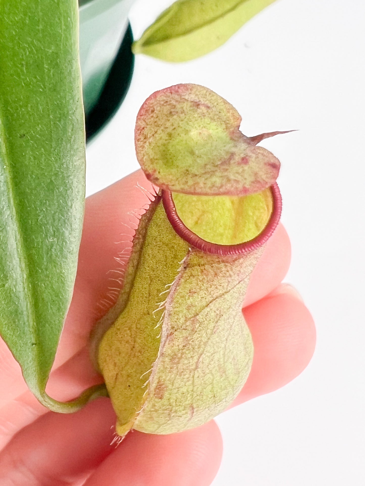 Nepenthes 'Gracilis' (Pitcher Plant 'Gracilis'), 140 mm