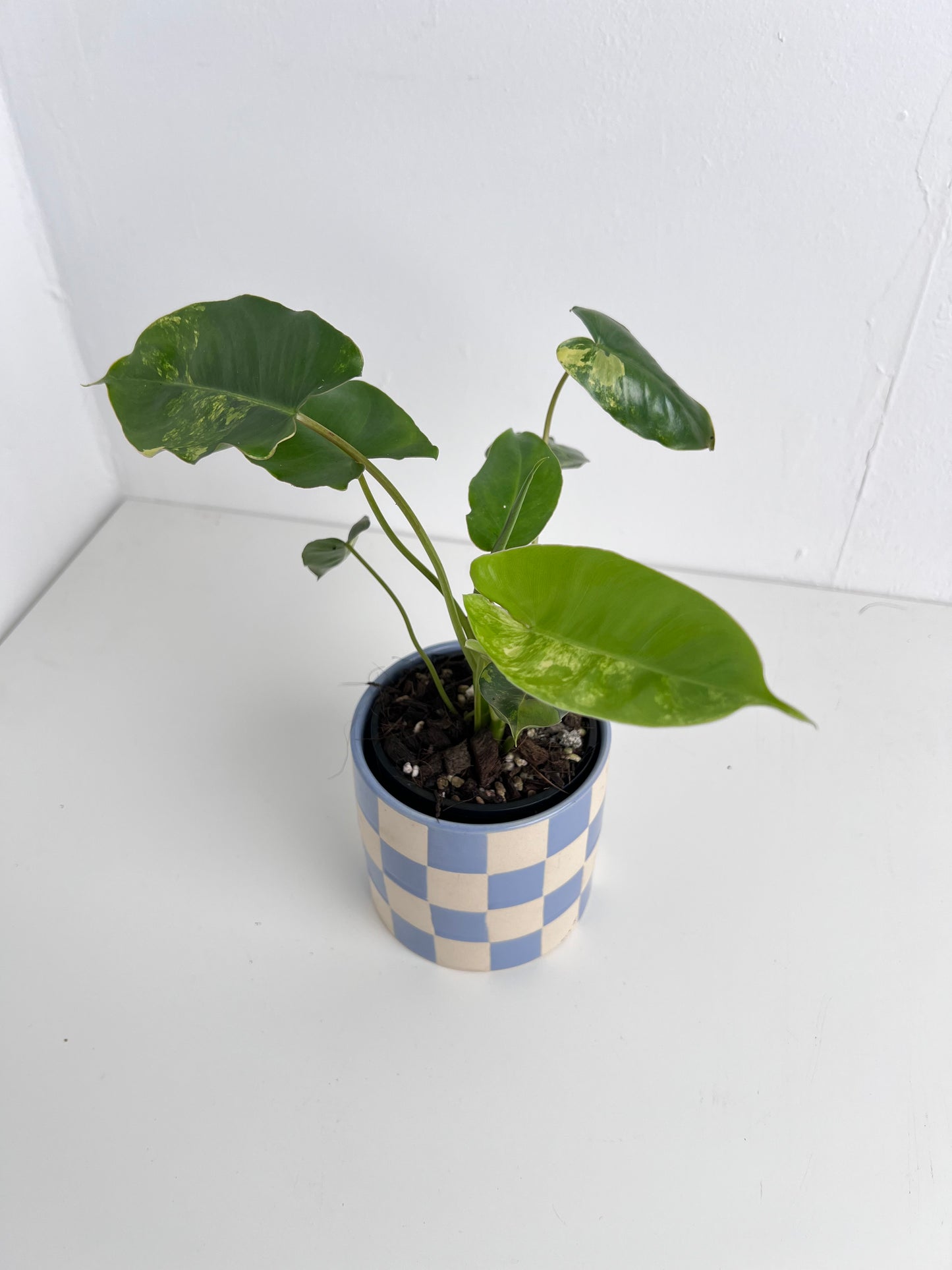Philodendron Burle Marx variegated. Low Maintenance Plant. Houseplant Indoor plant Plant Gifts Plant Decor