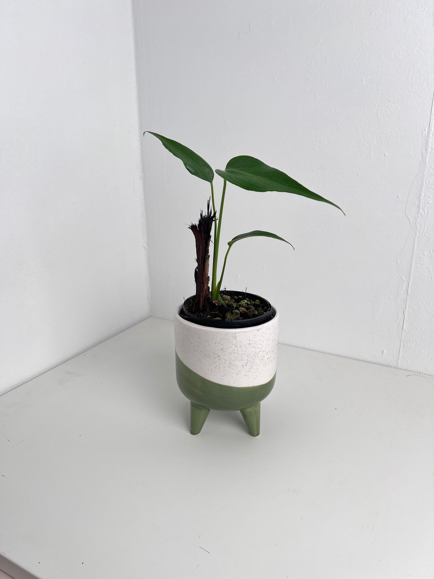 Philodendron Burle Marx Flame - Indoor Plants & Rare Houseplant gifts Australia