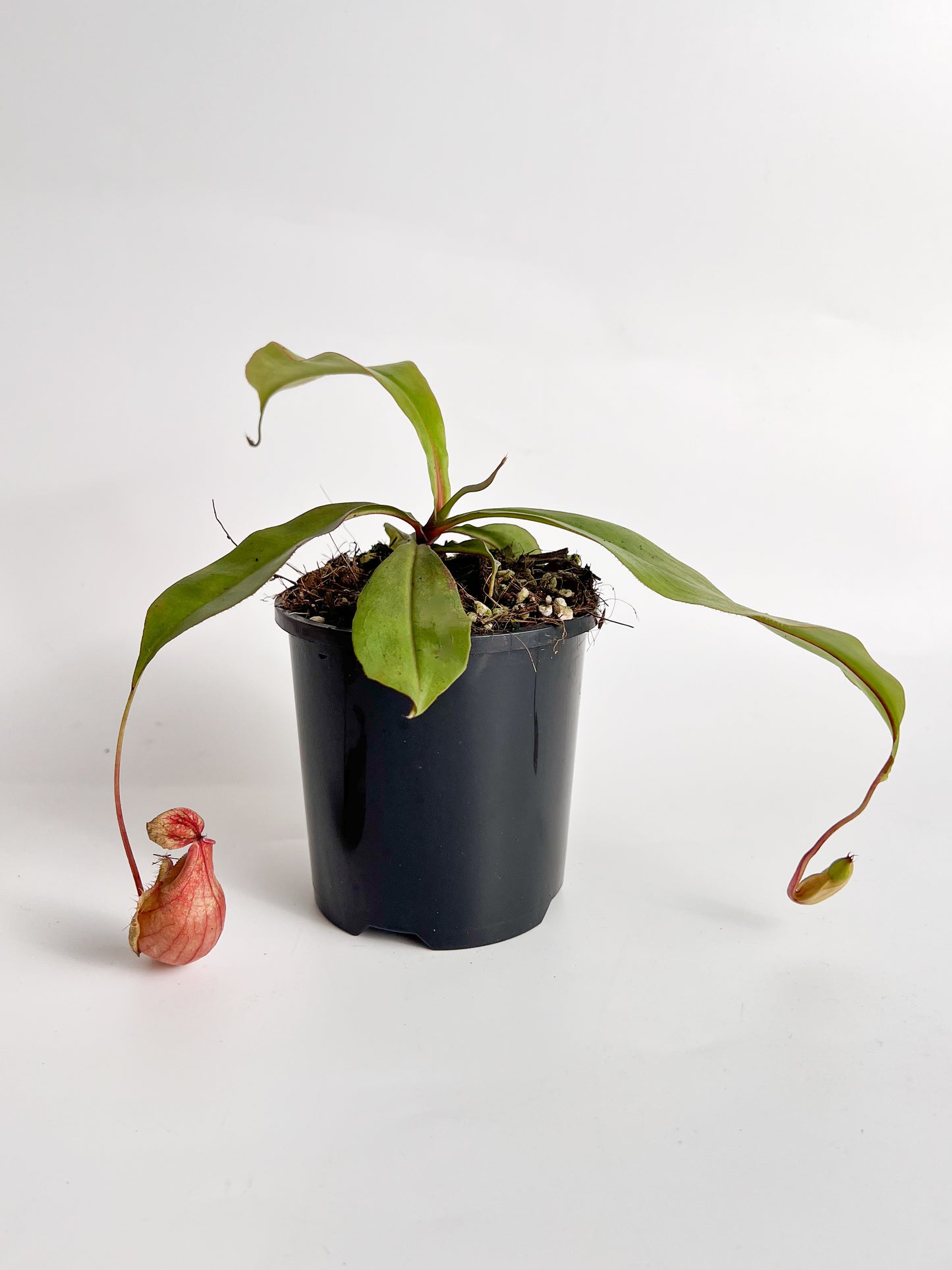 Nepenthes 'mirabilis var globosa / ‘Viking’' (Pitcher Plant 'mirabilis var globosa / ‘Viking’ '), 100 mm