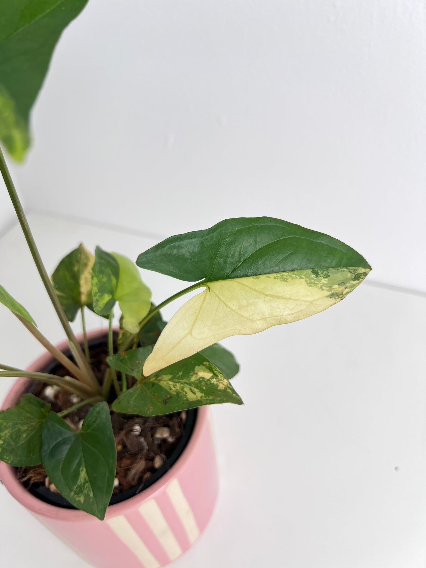 Syngonium Fantasy Aurea - Low Maintenance Houseplant. Indoor Plants Australia