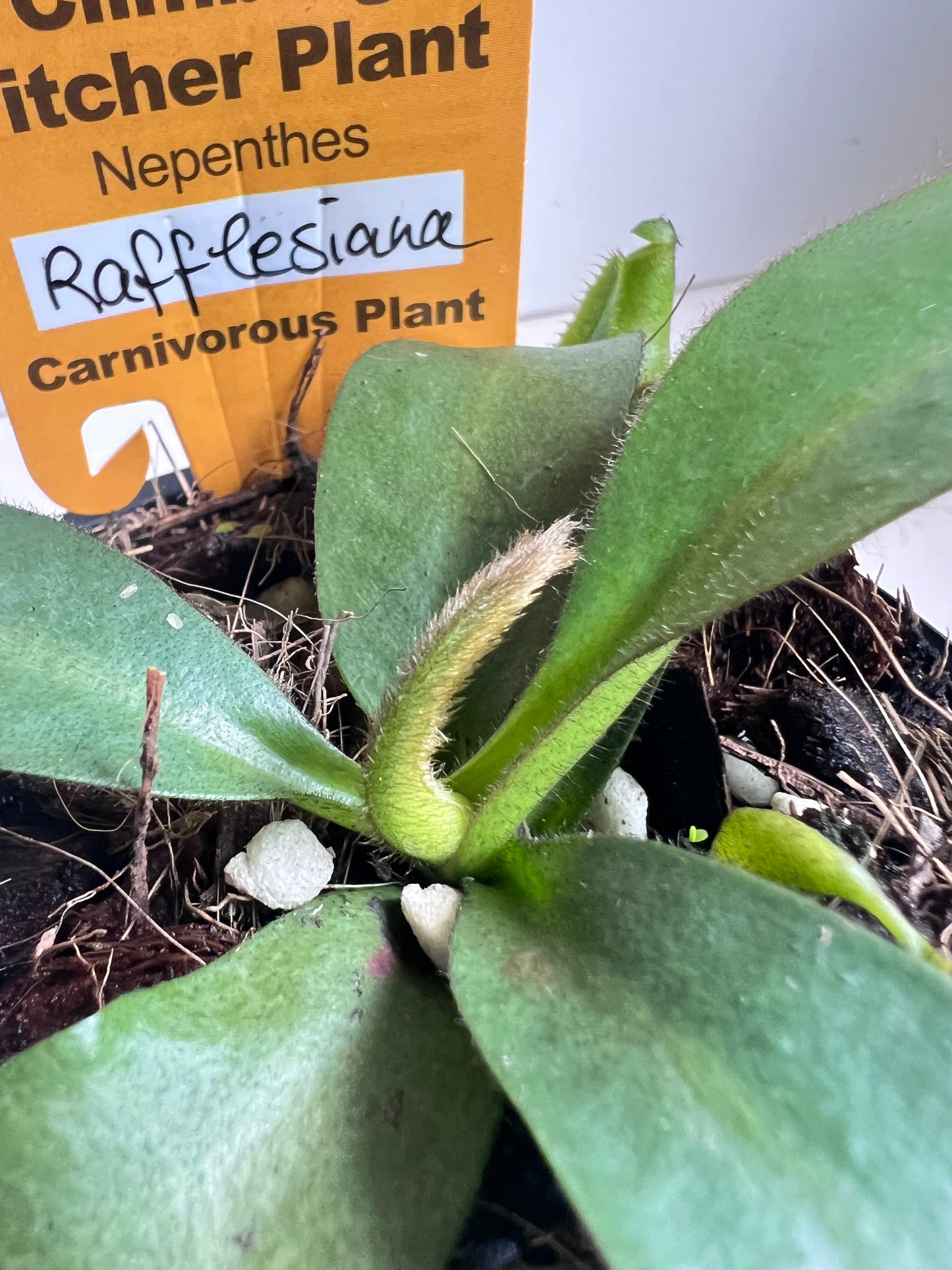 Nepenthes Rafflesiana