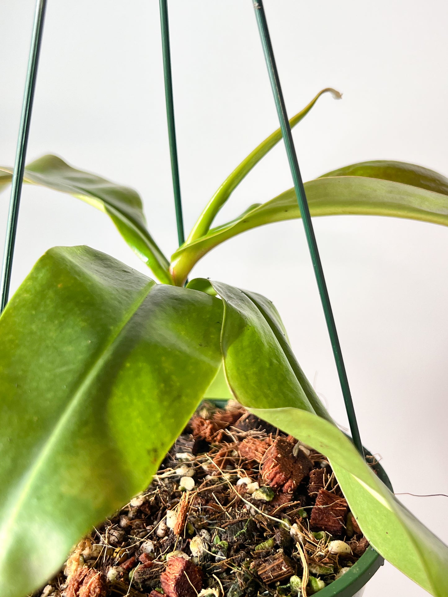 Nepenthes St. Gaya (Pitcher Plant 'St Gaya'), 140mm