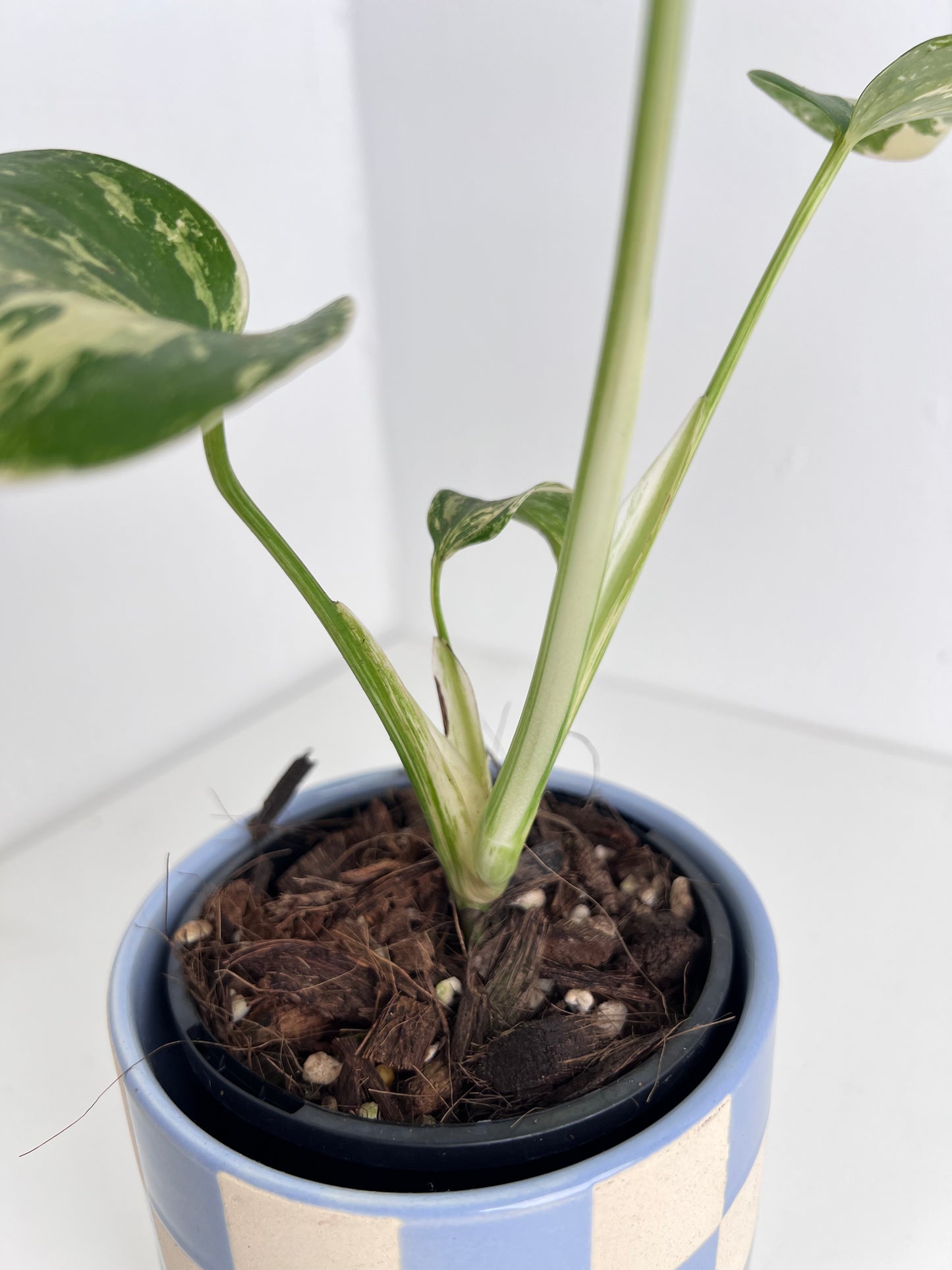 Monstera Borsigiana Variegated - Small & highly variegated