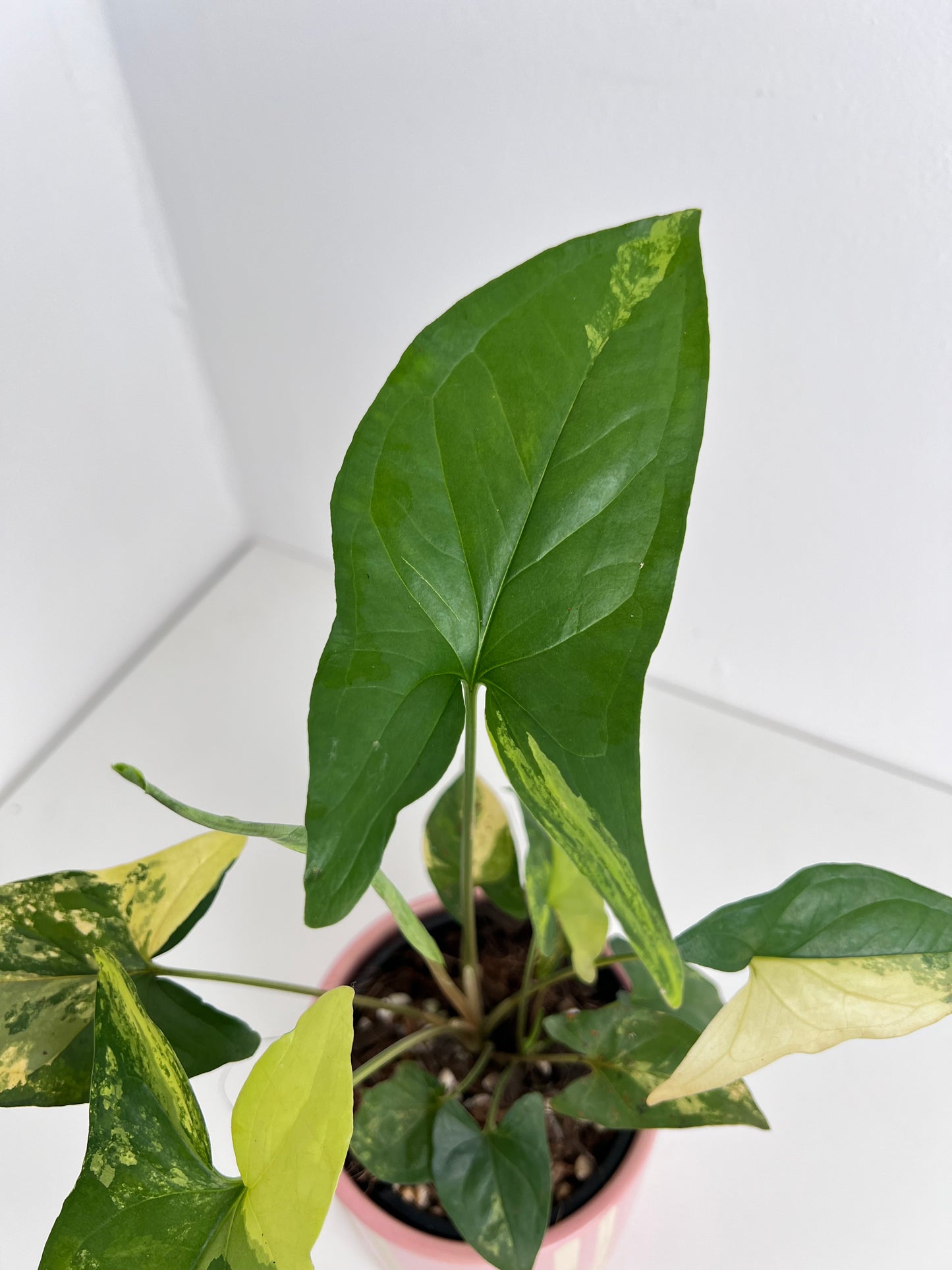 Syngonium Fantasy Aurea - Low Maintenance Houseplant. Indoor Plants Australia