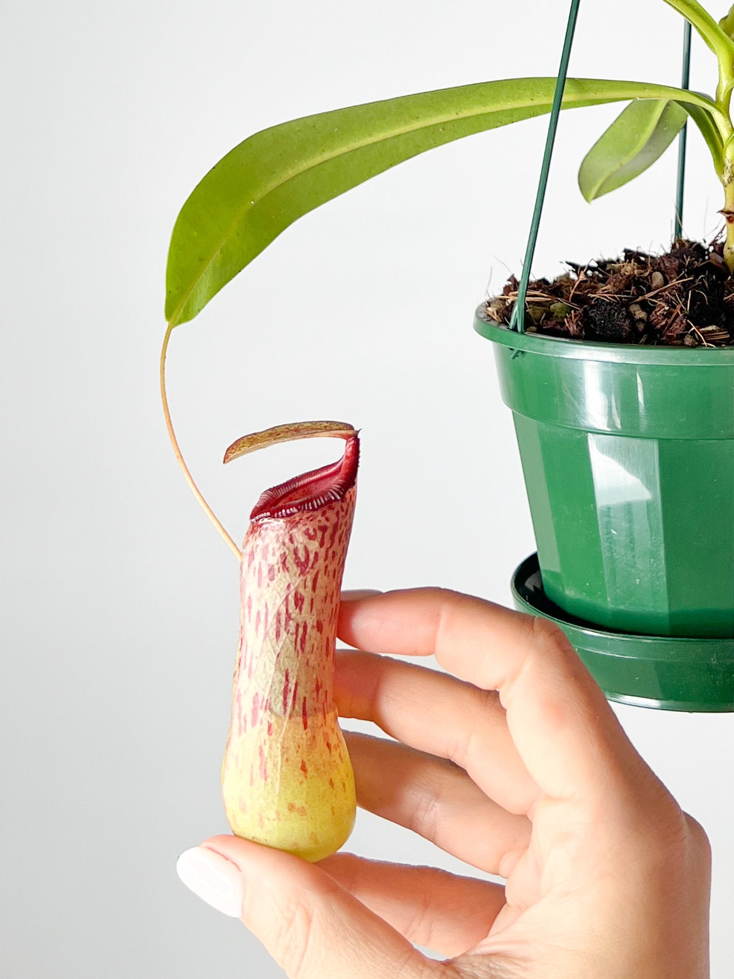 Nepenthes St. Pacificus (Pitcher Plant 'St Pacificus'), 140mm