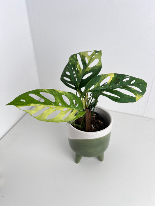 Monstera Adansonii variegated  - Indoor Plants & Rare Houseplant gifts Australia