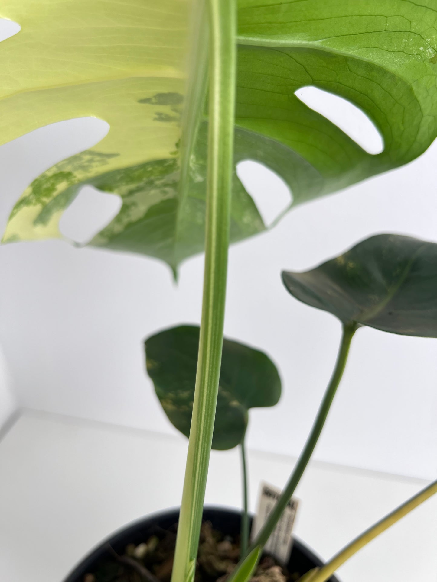 Monstera Yellow Thai Constellation - Indoor Plants & Rare Houseplant gifts Australia