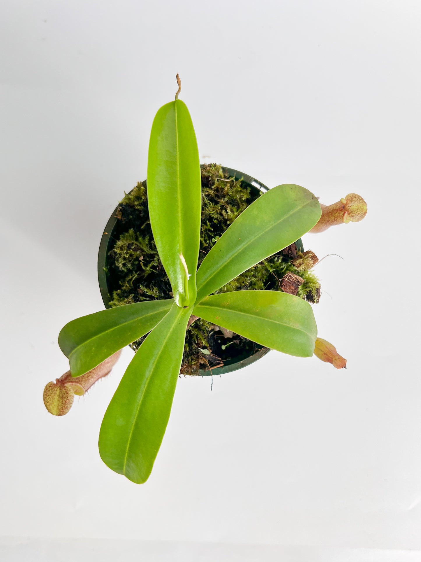 Nepenthes 'Linda' (Pitcher Plant 'Linda'), 100mm