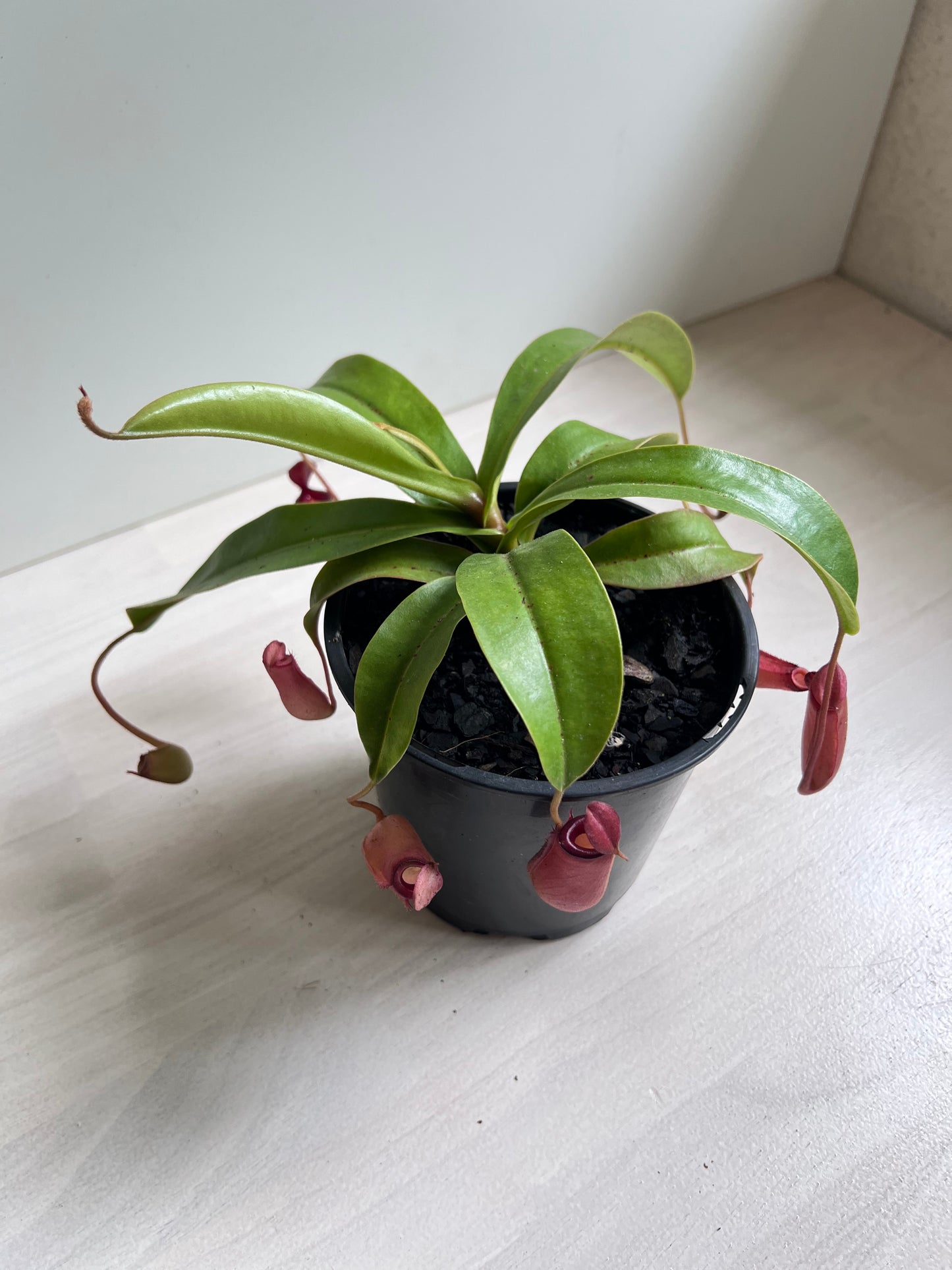 Nepenthes Bloody Mary