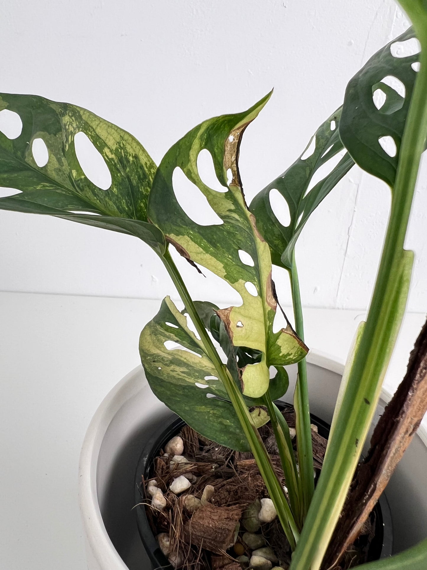 Monstera Adansonii variegated - Indoor Plants & Rare Houseplant gifts Australia