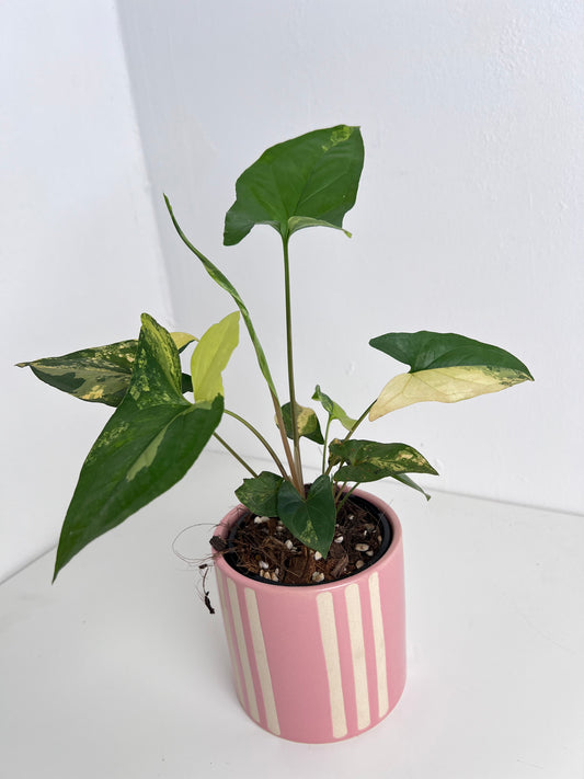 Syngonium Fantasy Aurea - Low Maintenance Houseplant. Indoor Plants Australia
