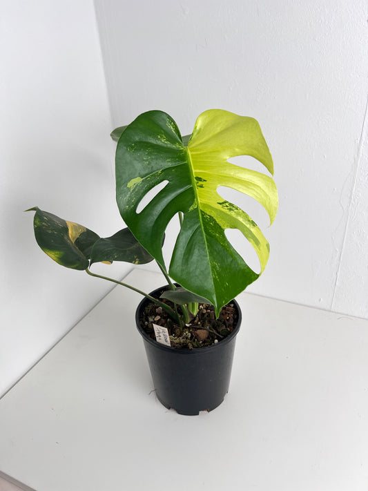 Monstera Yellow Thai Constellation  - Indoor Plants & Rare Houseplant gifts Australia