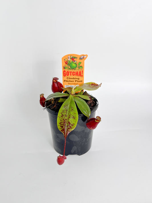 Nepenthes 'ampullaria x viking' (Pitcher Plant 'ampullaria x viking'), 100mm