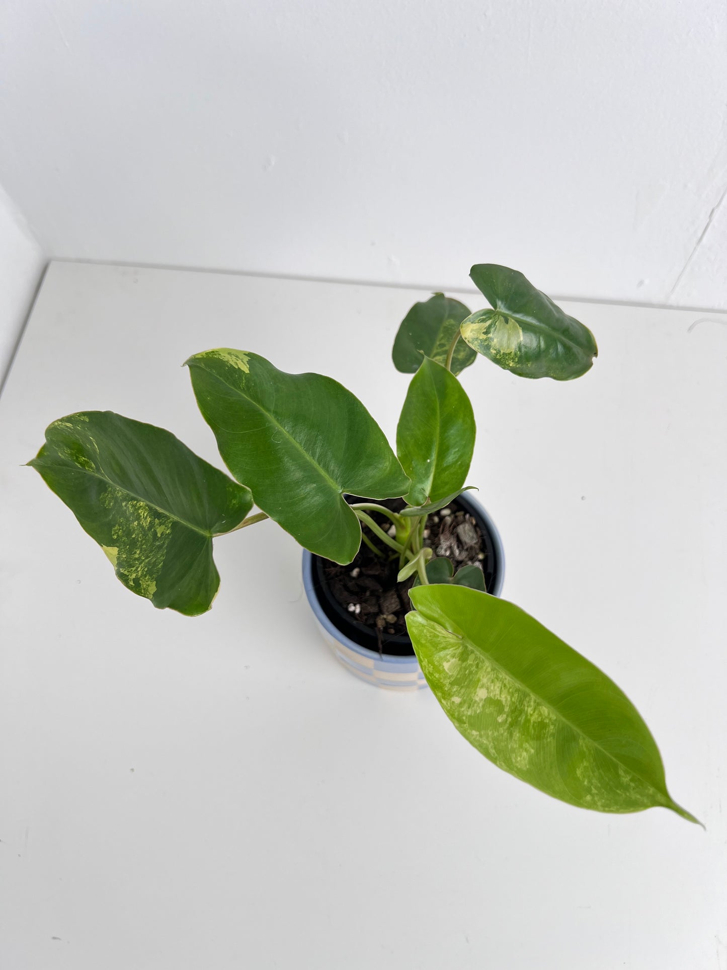 Philodendron Burle Marx variegated. Low Maintenance Plant. Houseplant Indoor plant Plant Gifts Plant Decor