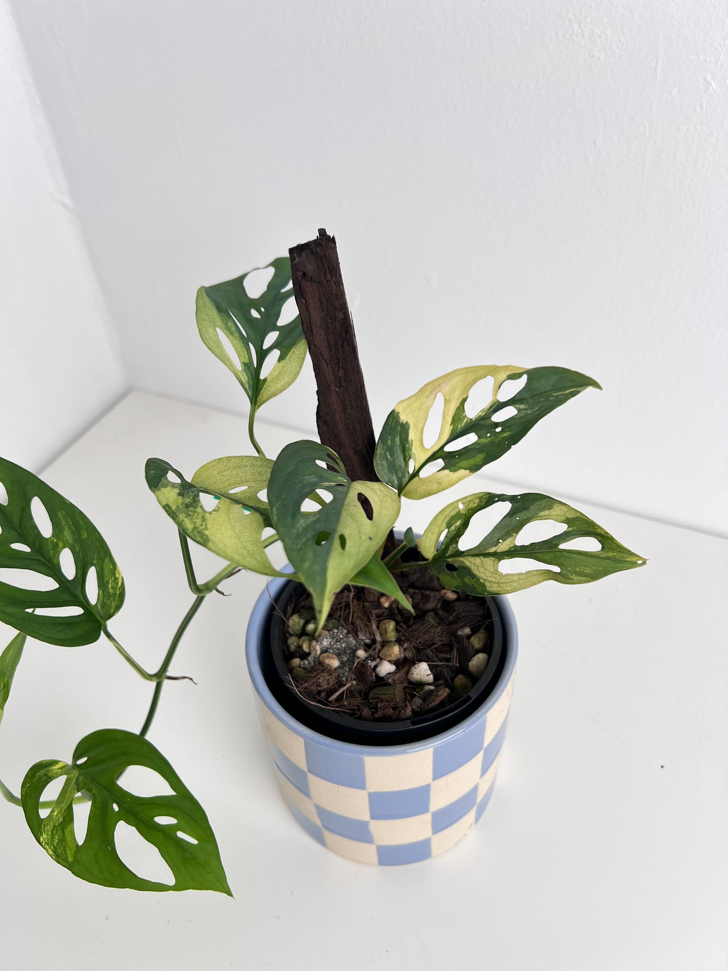 Monstera Adansonii variegated - Indoor Plants & Rare Houseplant gifts Australia