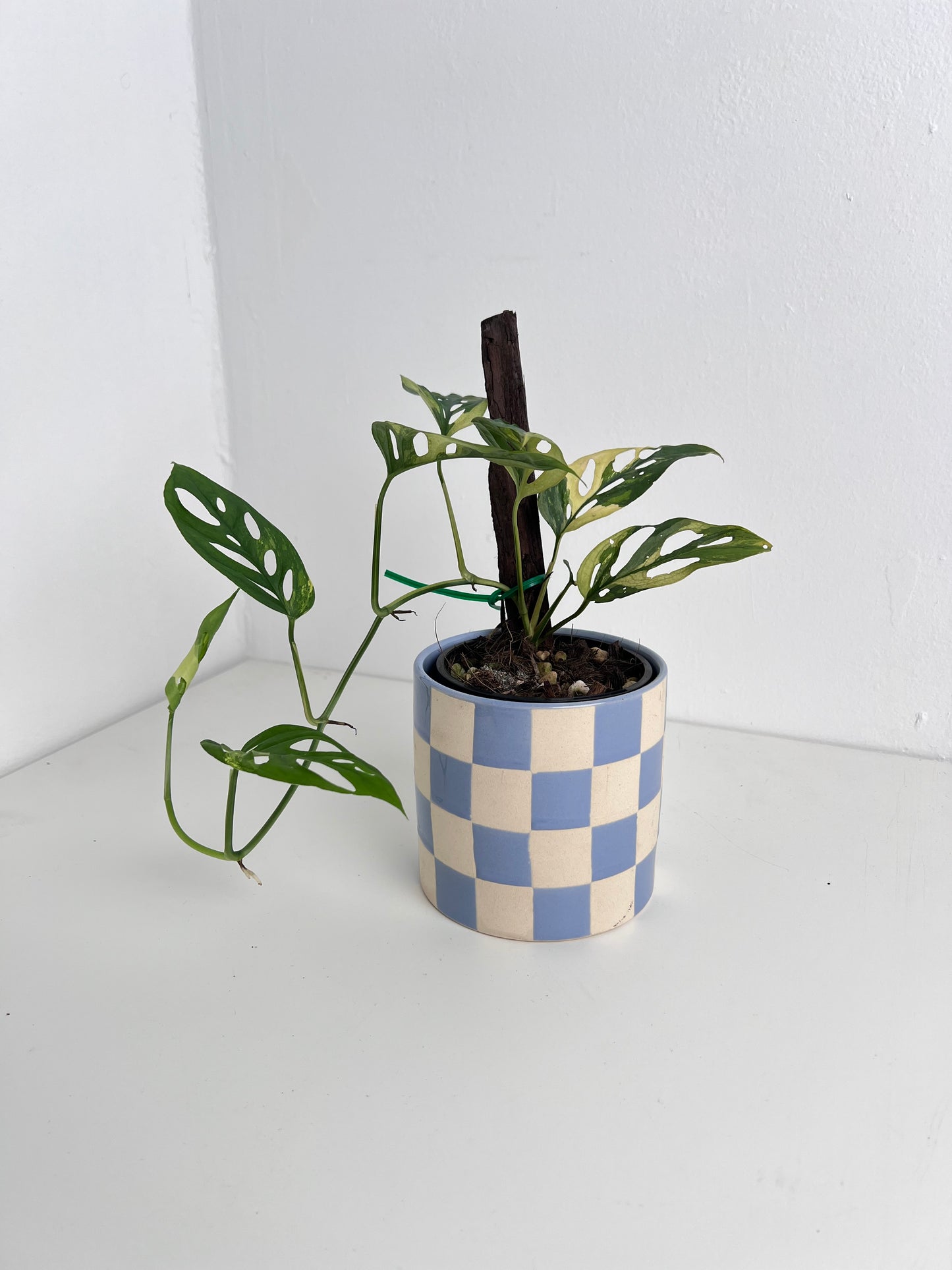 Monstera Adansonii variegated - Indoor Plants & Rare Houseplant gifts Australia