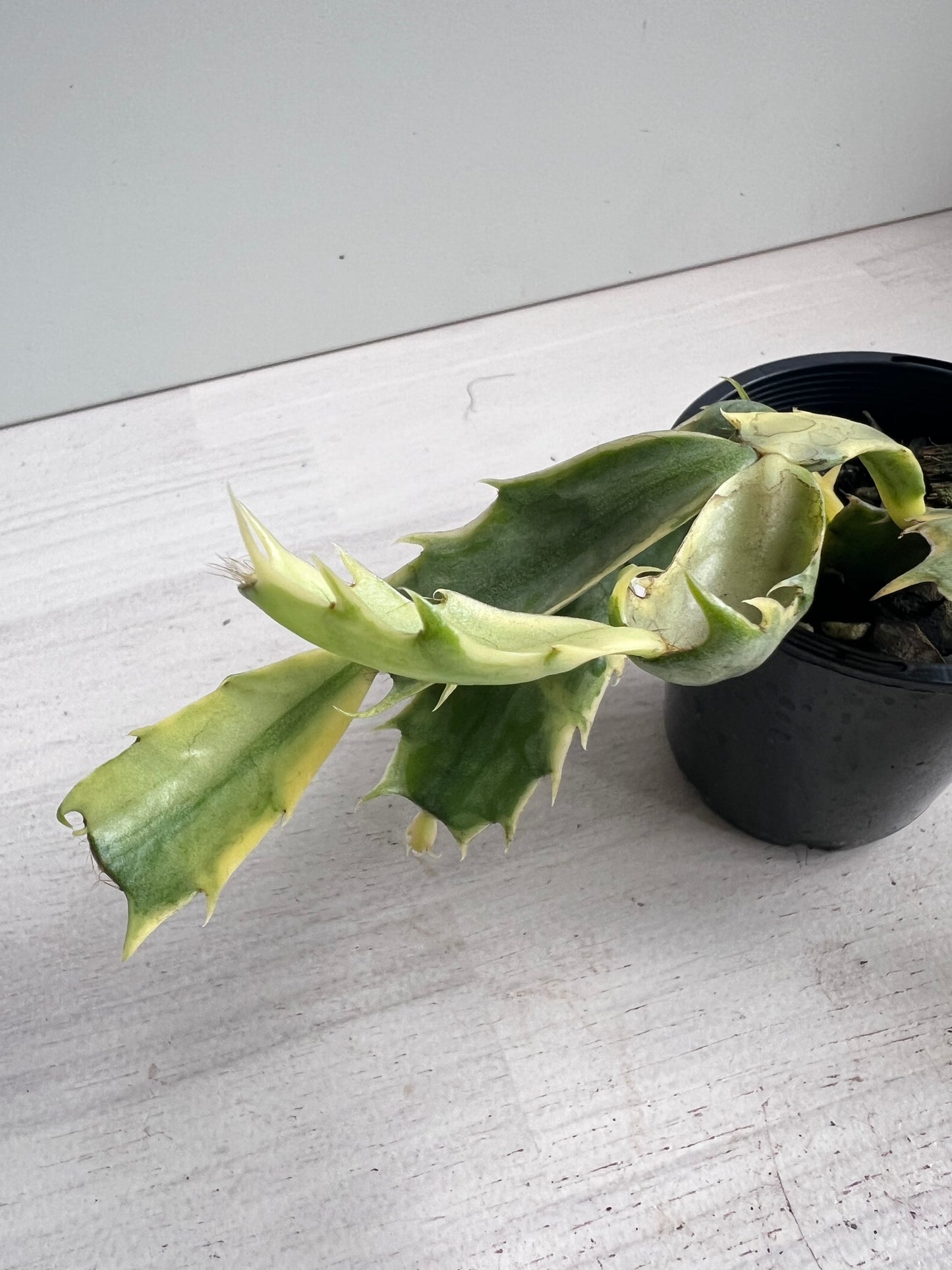 Zygocactus variegated