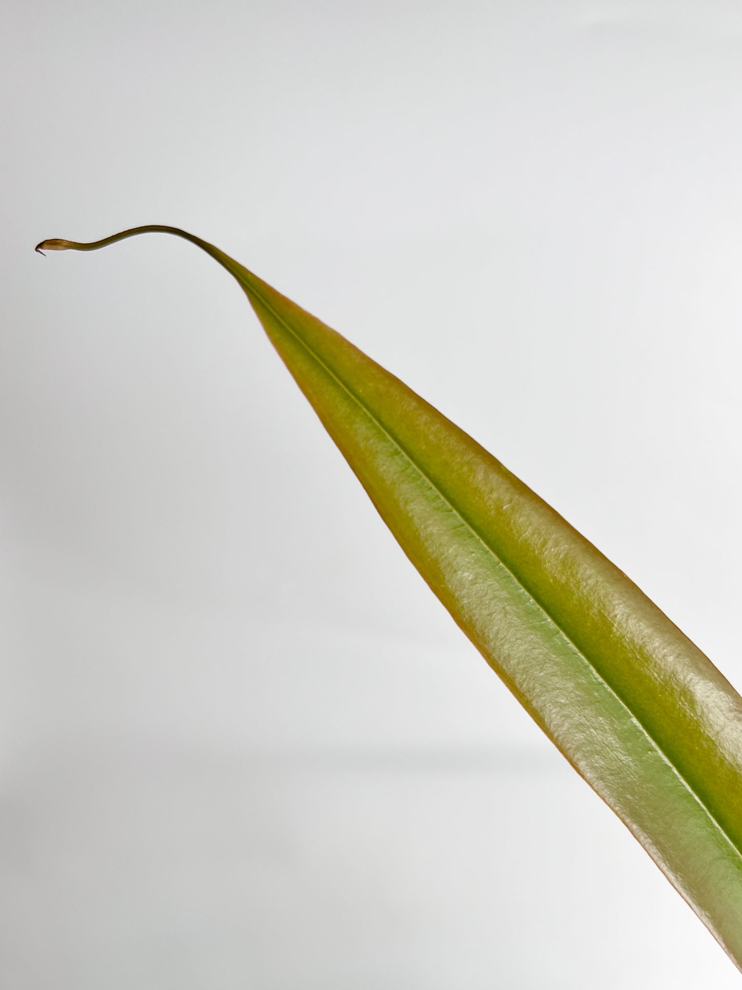 Nepenthes 'Gracilis' (Pitcher Plant 'Gracilis'), 140 mm
