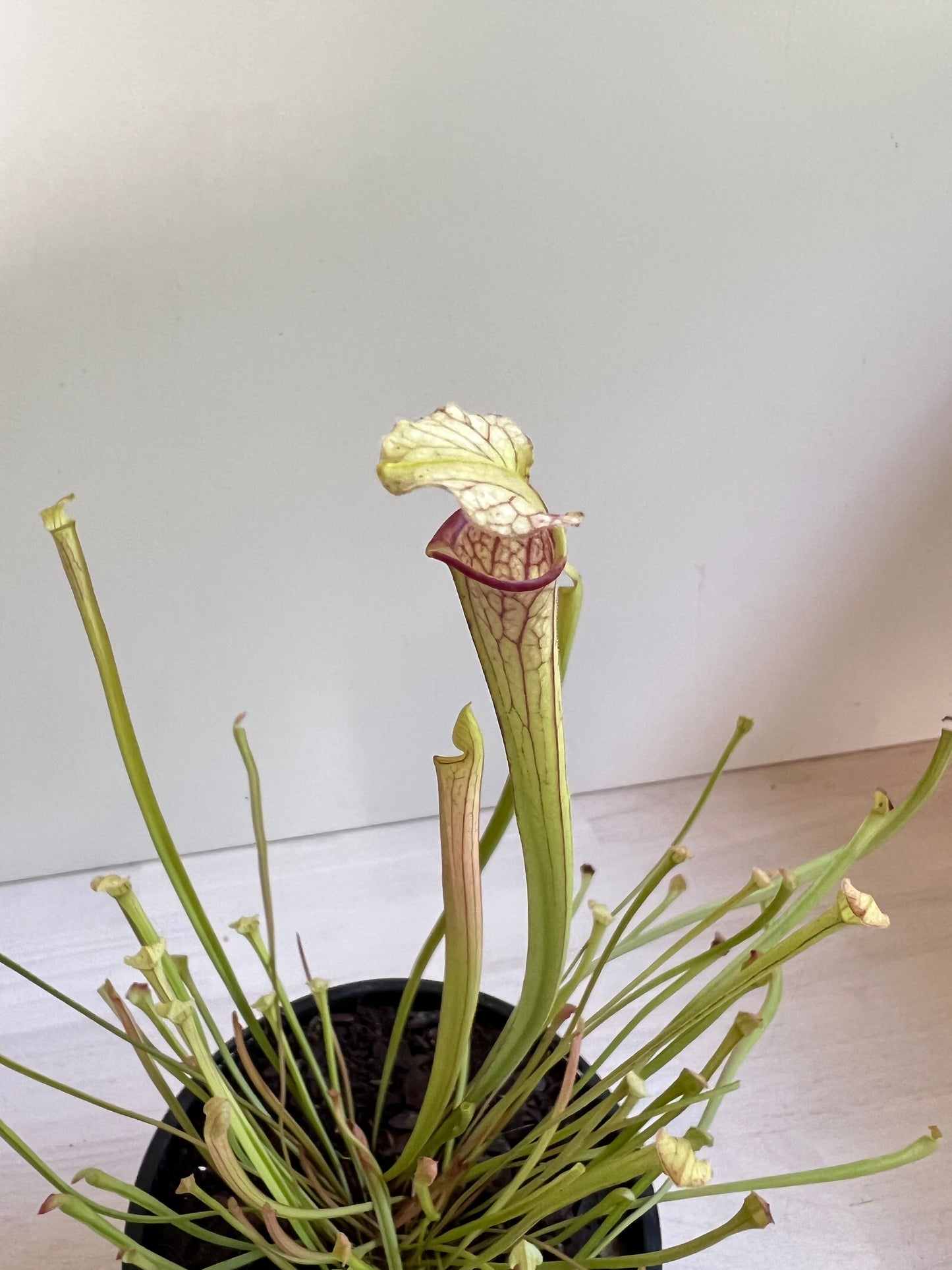Sarracenia species, tall form