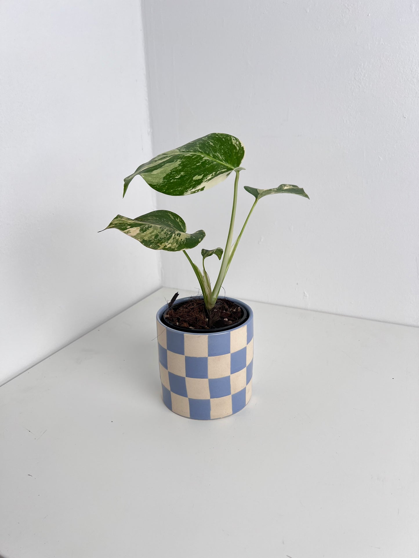 Monstera Borsigiana Variegated - Small & highly variegated