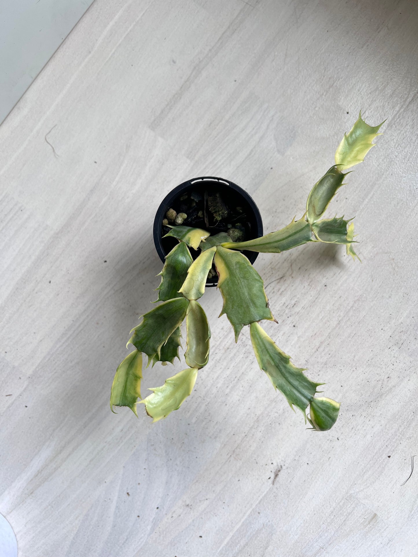 Zygocactus variegated