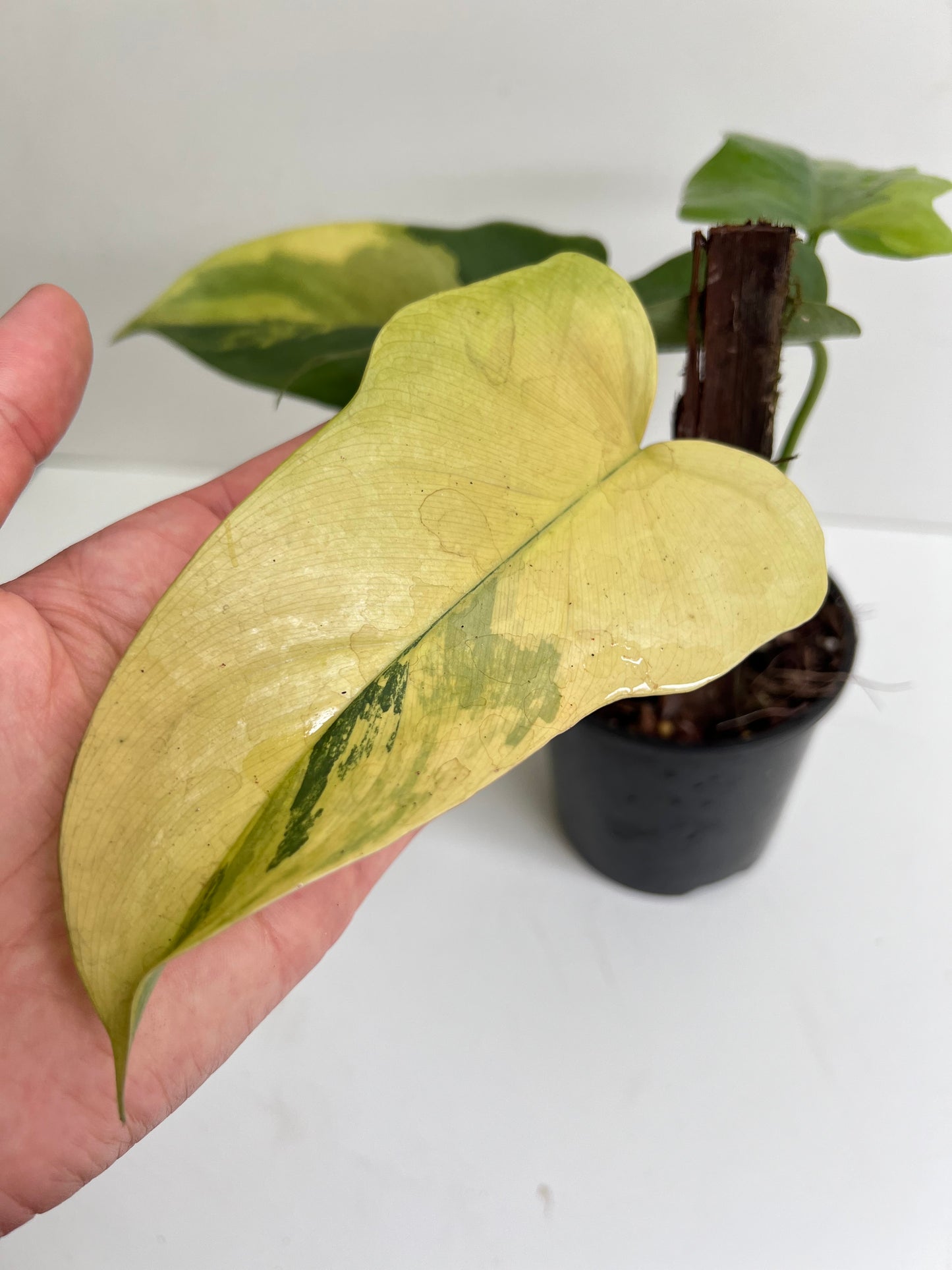 Philodendron Bipennifolium Variegated