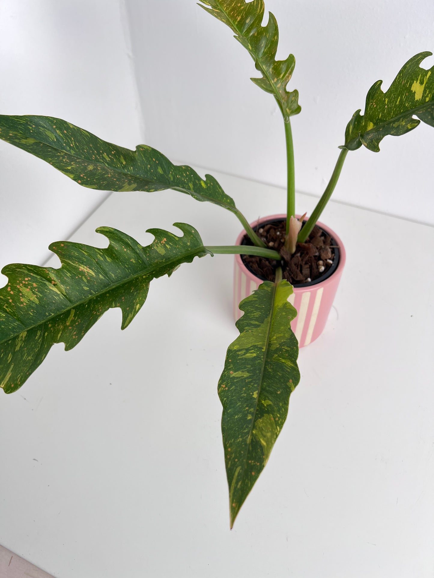Philodendron Ring of Fire (medium size). Low Maintenance Houseplant. Indoor Plants Australia
