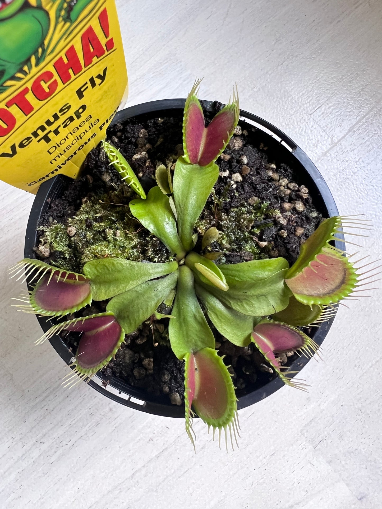 Venus Flytrap “Giant Traps’