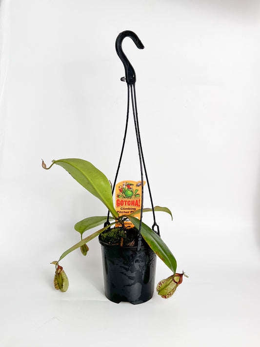 Nepenthes 'Rafflesiana x Ampullaria ' (Pitcher Plant 'Rafflesiana x Ampullaria’), 100mm