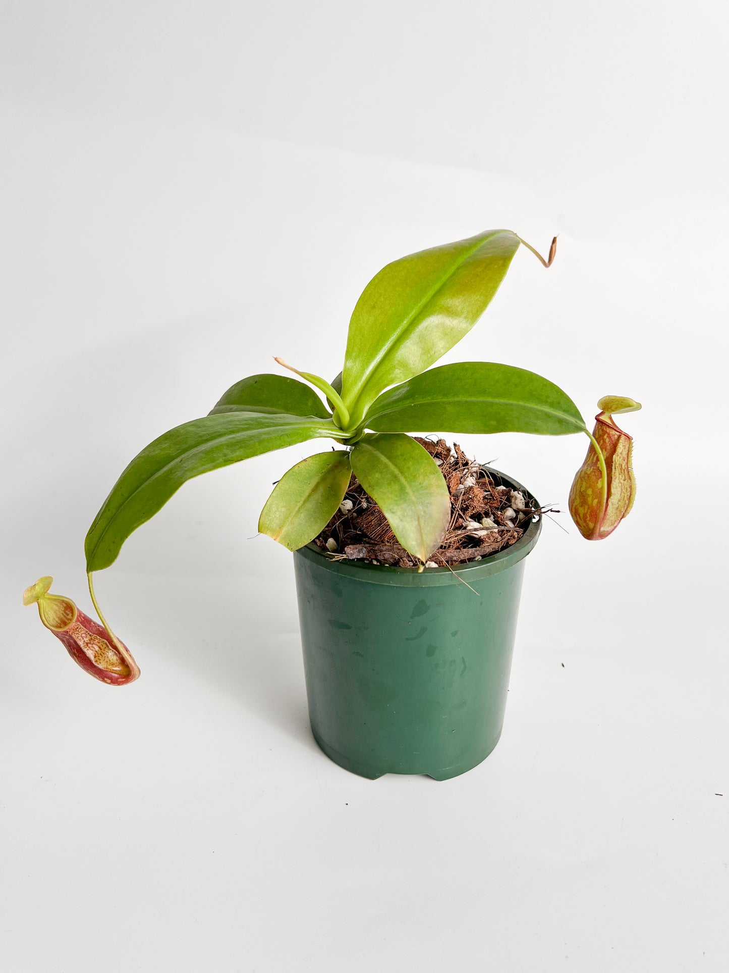Nepenthes 'St Gaya' (Pitcher Plant 'St Gaya'), 100mm