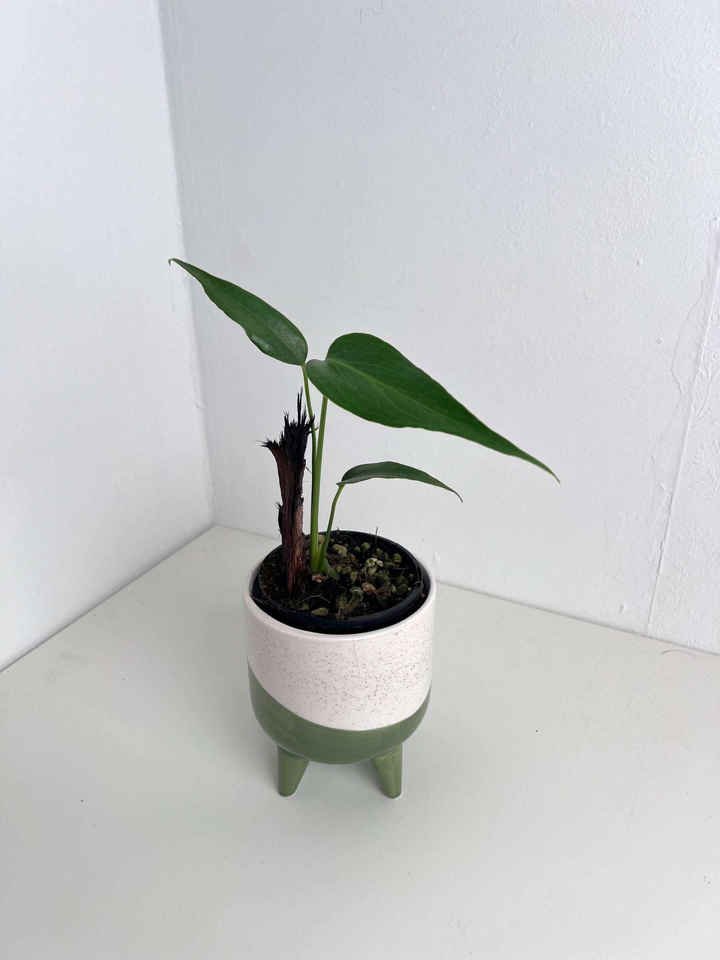 Philodendron Burle Marx Flame - Indoor Plants & Rare Houseplant gifts Australia