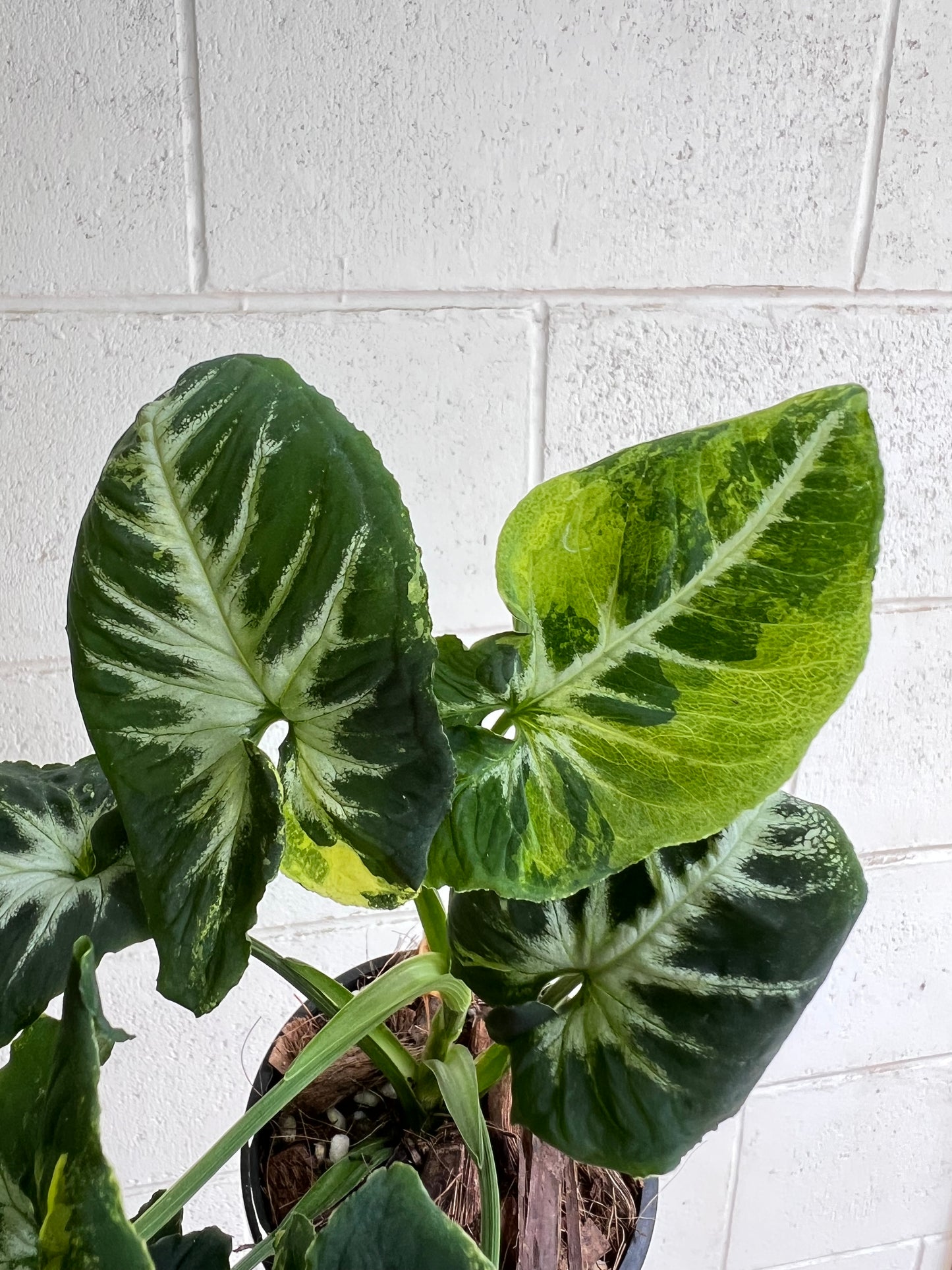 Syngonium Scrambled Eggs