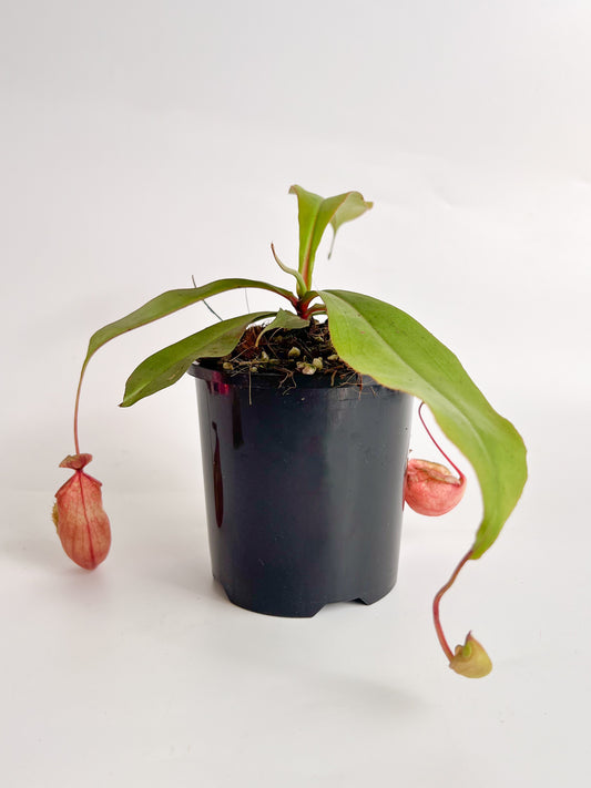Nepenthes 'mirabilis var globosa / ‘Viking’' (Pitcher Plant 'mirabilis var globosa / ‘Viking’ '), 100 mm