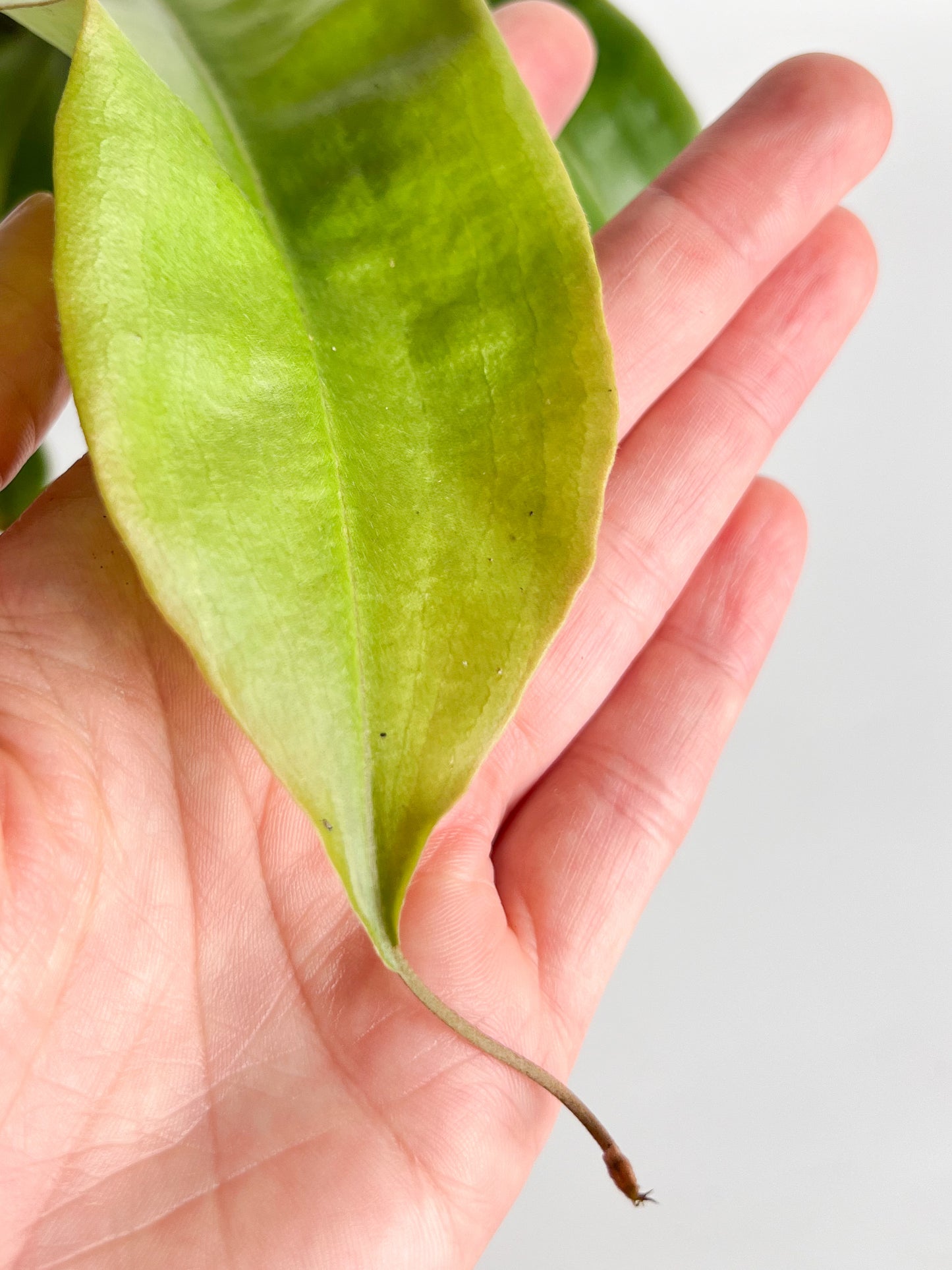 Nepenthes 'mirabilis var globosa / ‘Viking’' (Pitcher Plant 'mirabilis var globosa / ‘Viking’ '), 140 mm