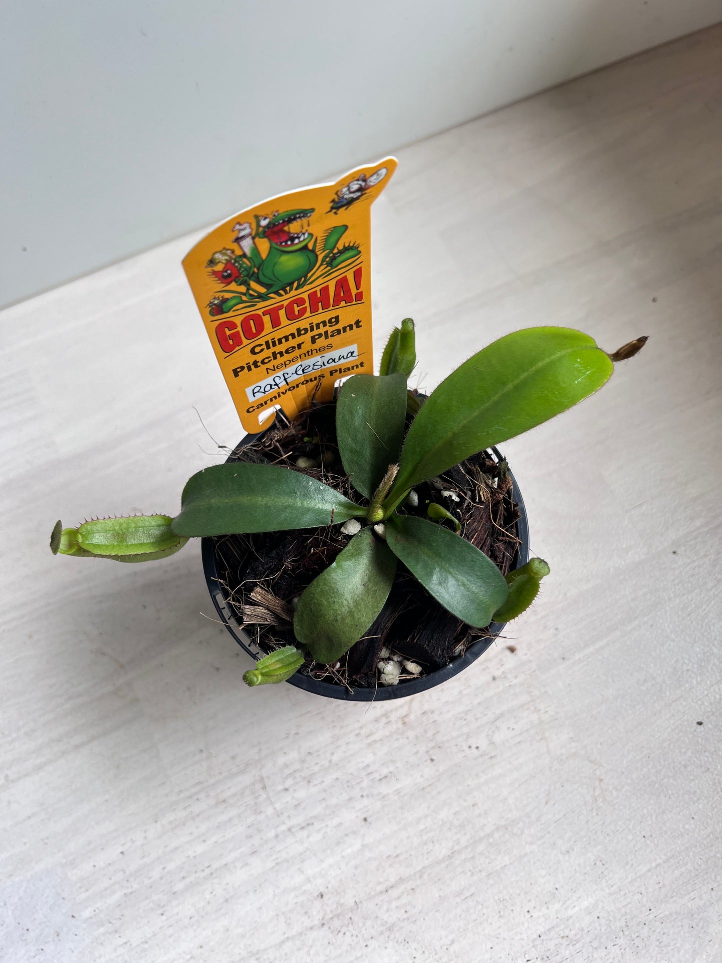 Nepenthes Rafflesiana