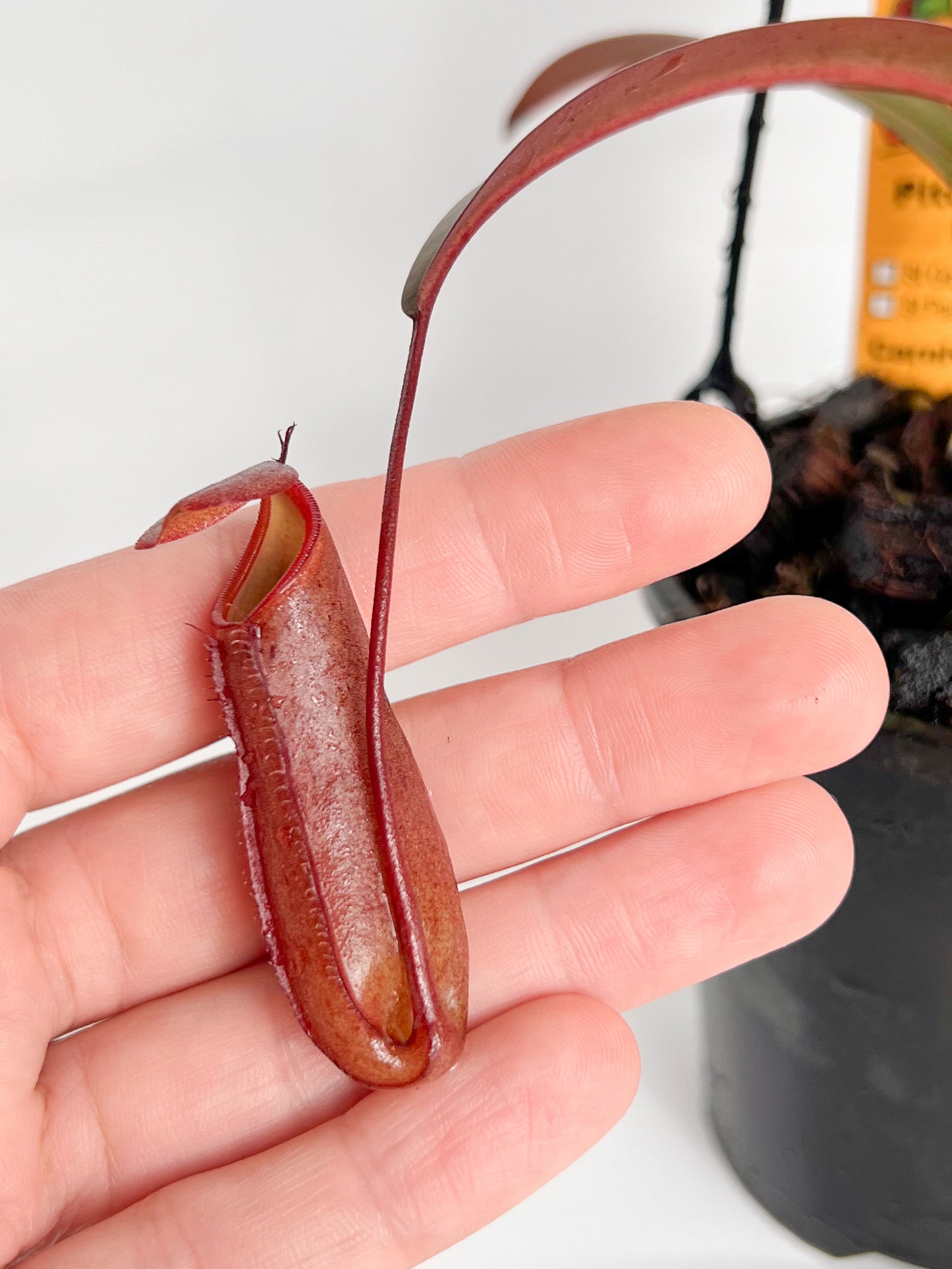 Nepenthes 'Rebecca Soper' (Pitcher Plant 'Rebecca Soper'), 100mm