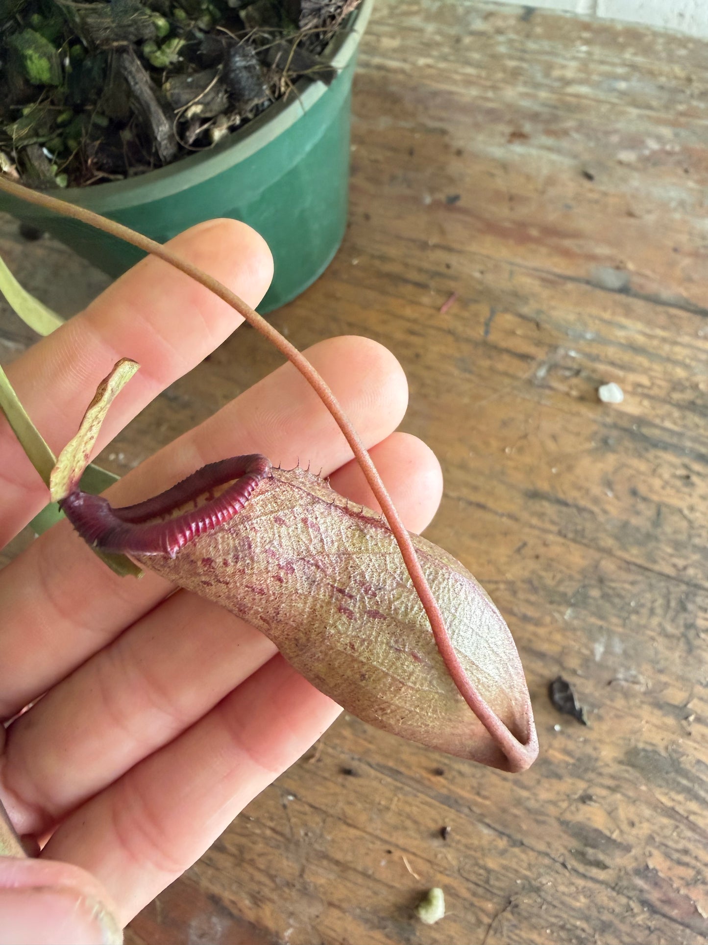 Nepenthes Ventricosa x Ovata