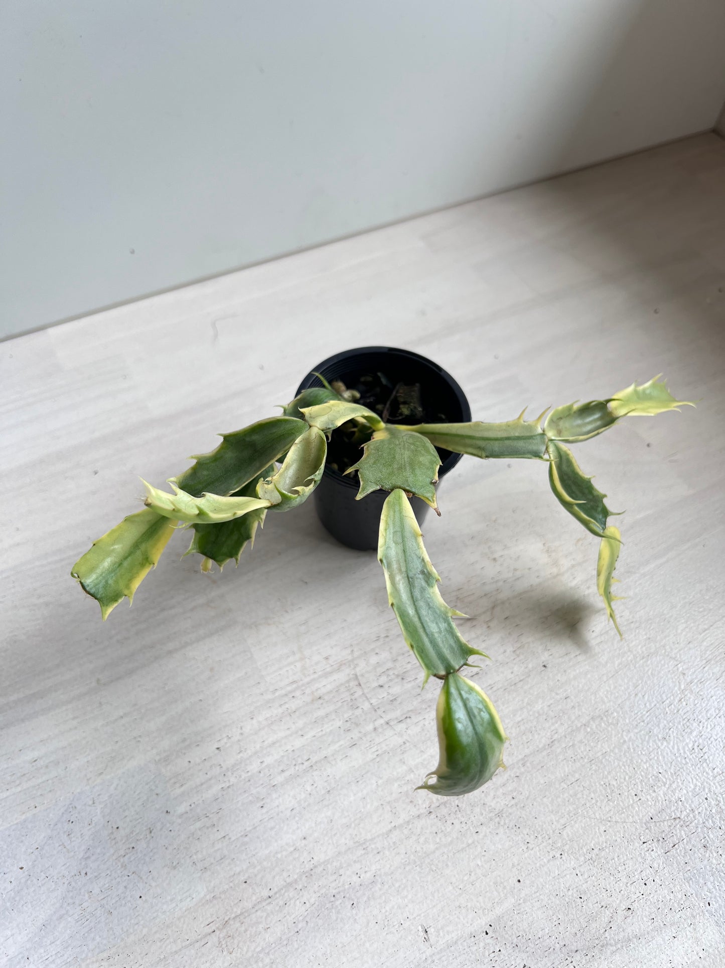 Zygocactus variegated