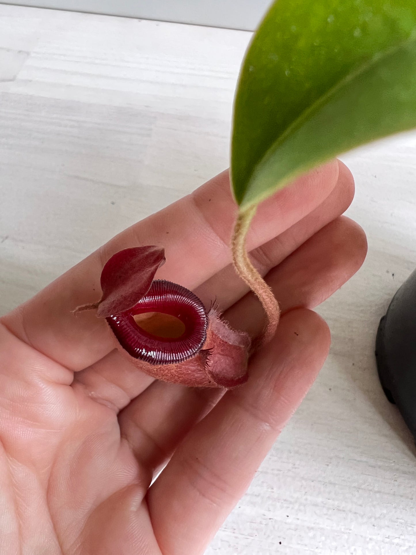 Nepenthes Bloody Mary