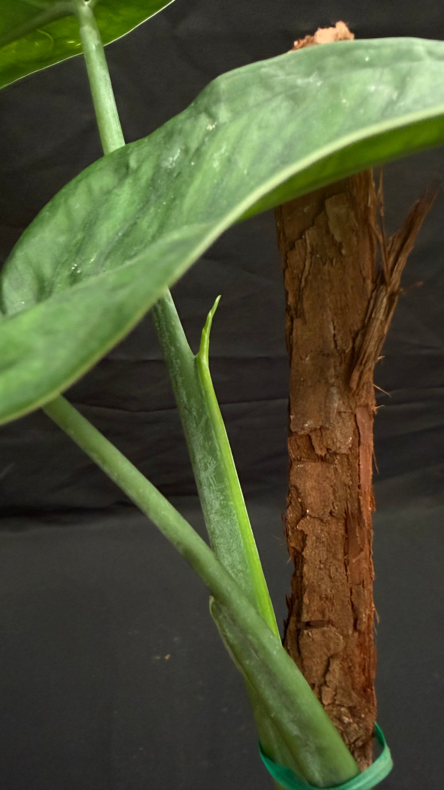 Syngonium Chiapense variegated