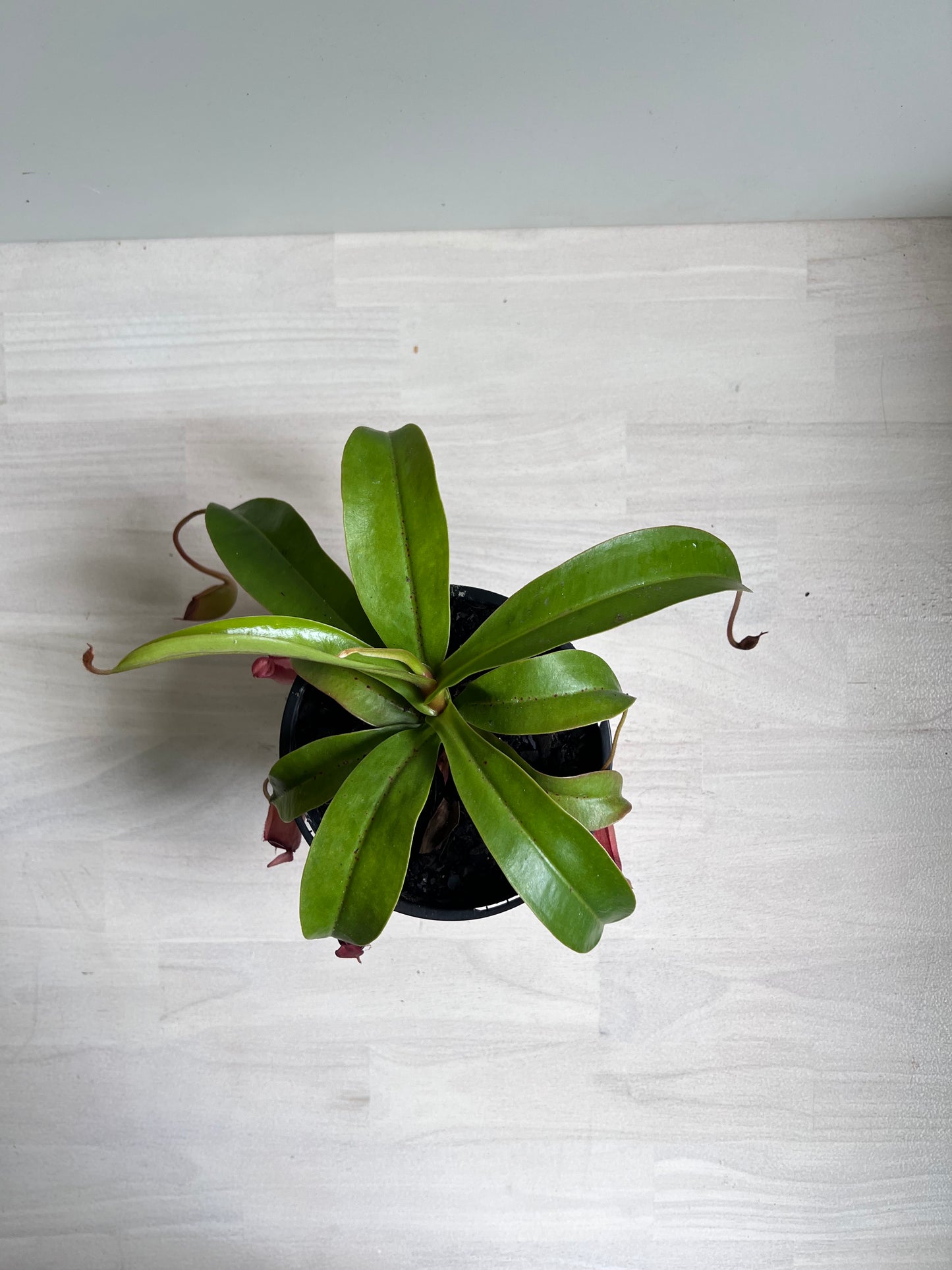 Nepenthes Bloody Mary