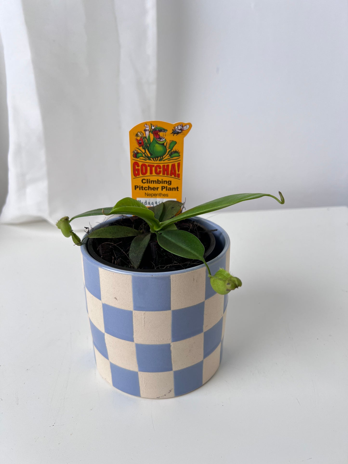 Nepenthes madagascariensis