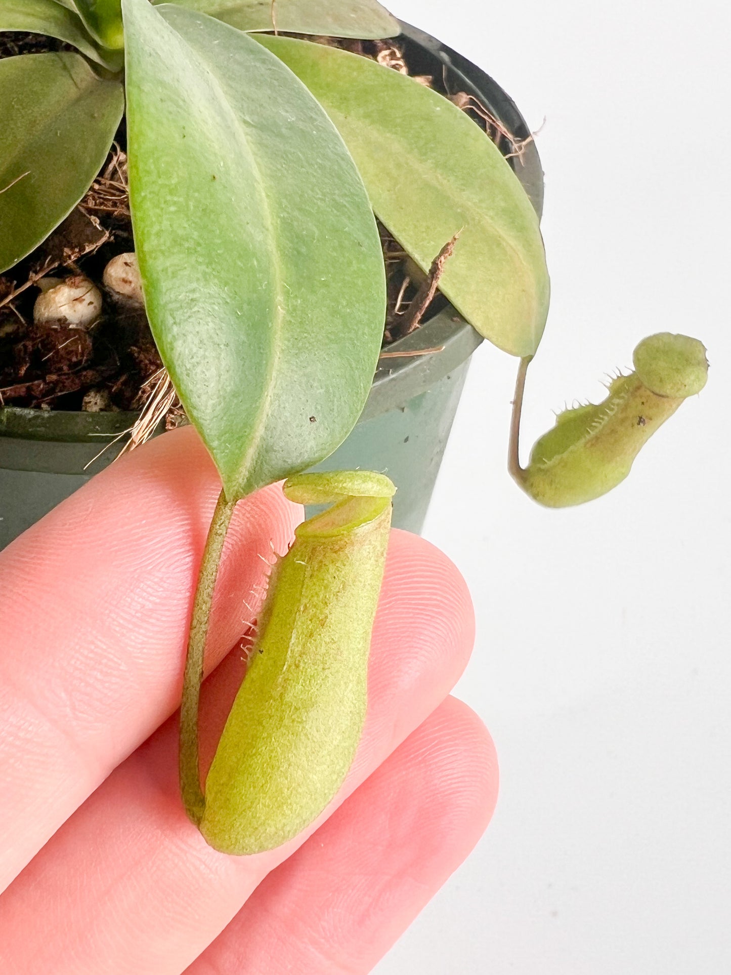 Nepenthes 'Ventricosa Hot Lips' (Pitcher Plant 'Ventricosa Hot Lips'), 100mm