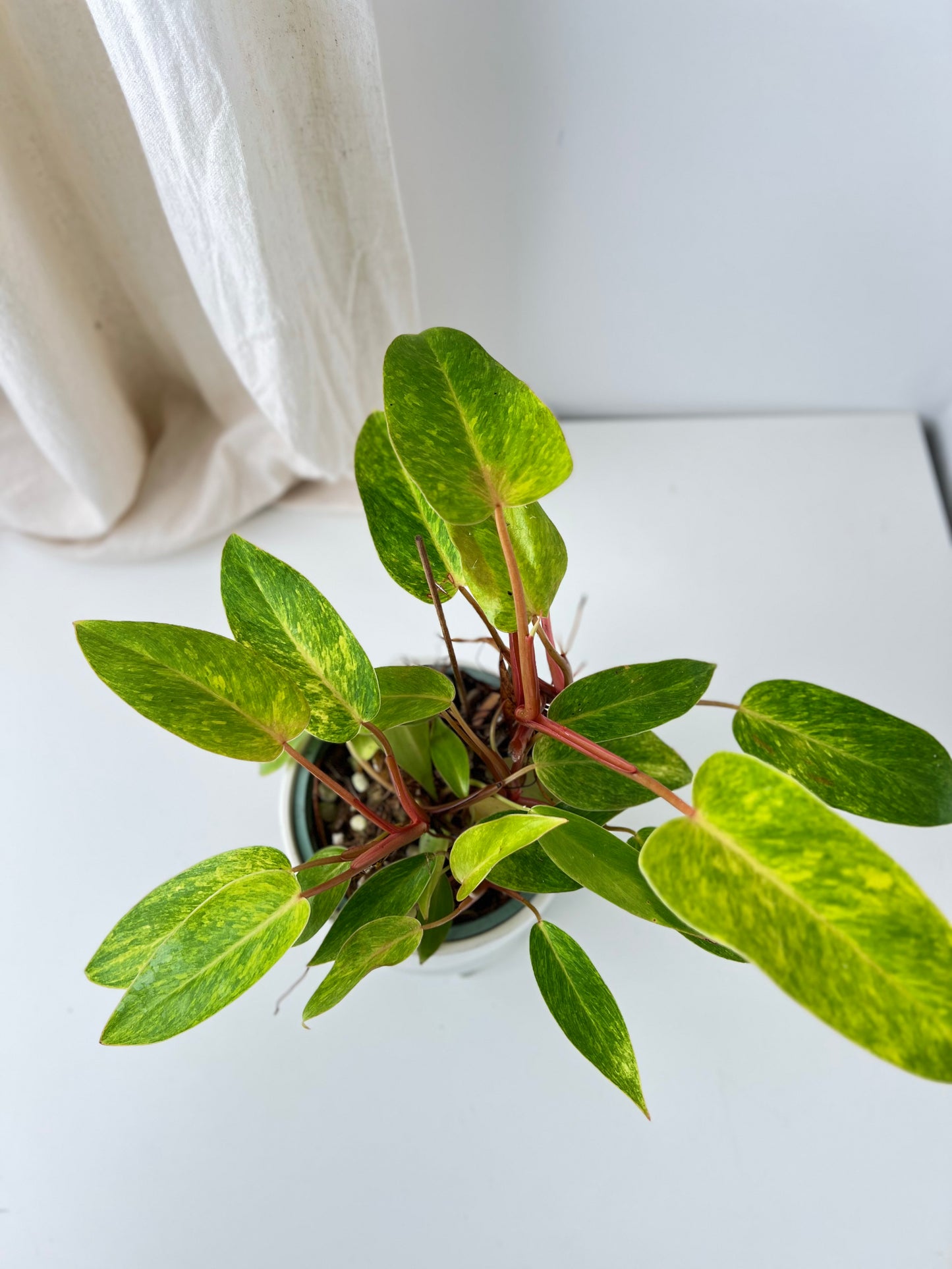 Philodendron Painted Lady - Low Maintenance Houseplant. Indoor Plants Australia