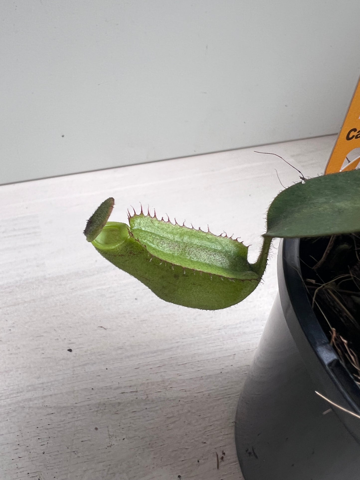 Nepenthes Rafflesiana